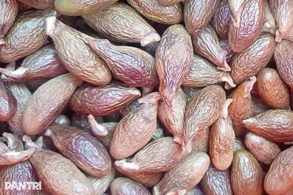 Gom nhặt loại quả 4 năm mới có một lần, bán nửa triệu đồng mỗi cân - 3 Gom nhặt loại quả 4 năm mới có một lần, bán nửa triệu đồng mỗi cân - 3