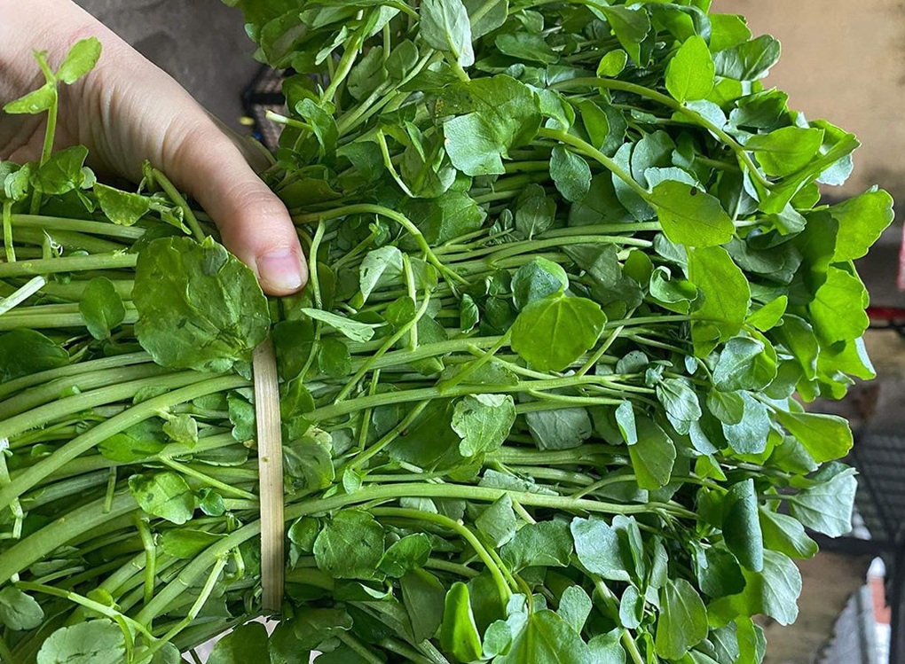 Lý do cải xoong được tôn làm loại rau số 1 thế giới - 1 Lý do cải xoong được tôn làm loại rau số 1 thế giới - 1