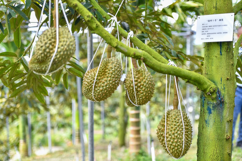 Trung Quốc tự trồng sầu riêng, kết quả ra sao? - 1 Trung Quốc tự trồng sầu riêng, kết quả ra sao? - 1