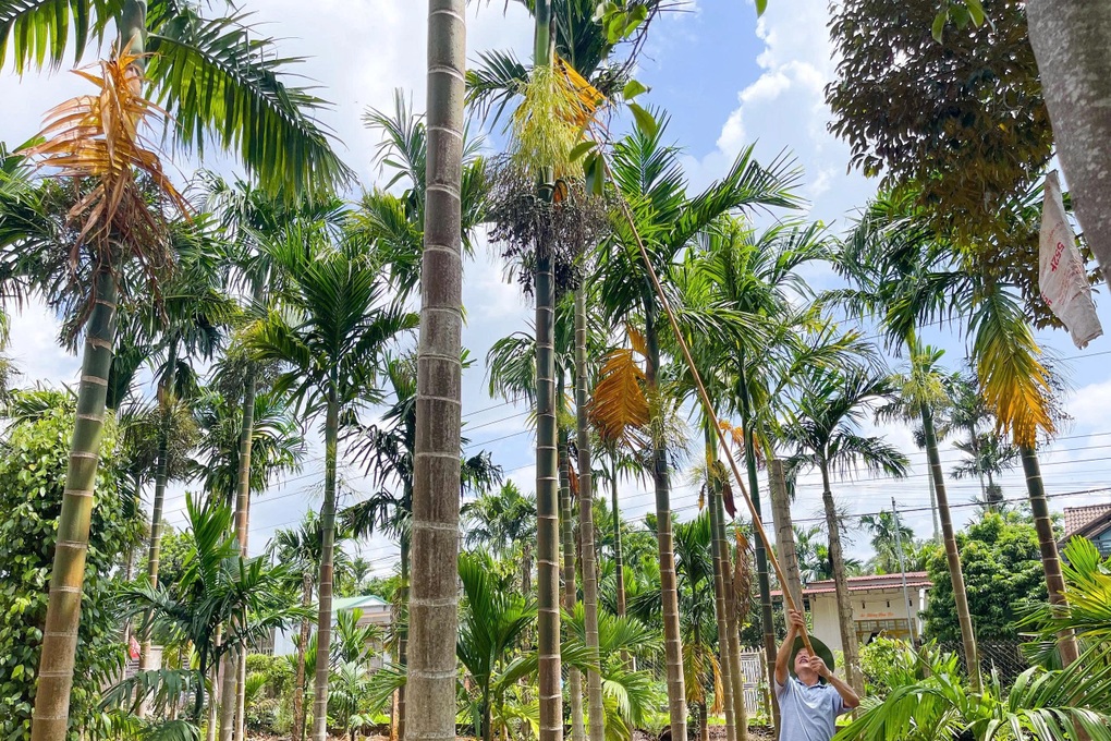 Cây trồng chơi chơi mang lại thu nhập hàng trăm triệu đồng cho nông dân - 2 Cây trồng chơi chơi mang lại thu nhập hàng trăm triệu đồng cho nông dân - 2