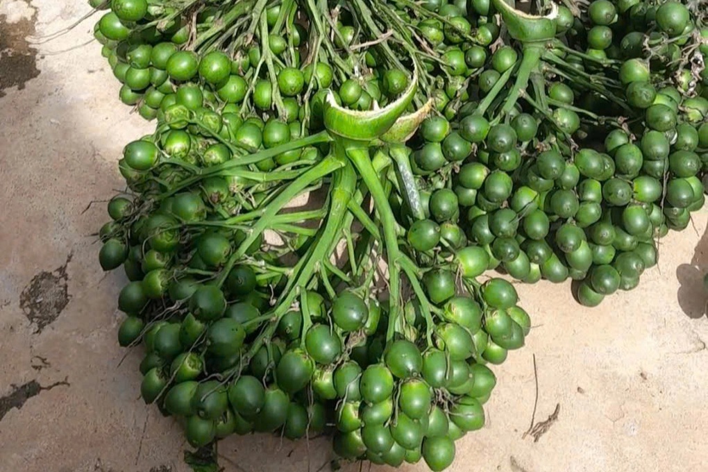 Cây trồng chơi chơi mang lại thu nhập hàng trăm triệu đồng cho nông dân - 3 Cây trồng chơi chơi mang lại thu nhập hàng trăm triệu đồng cho nông dân - 3