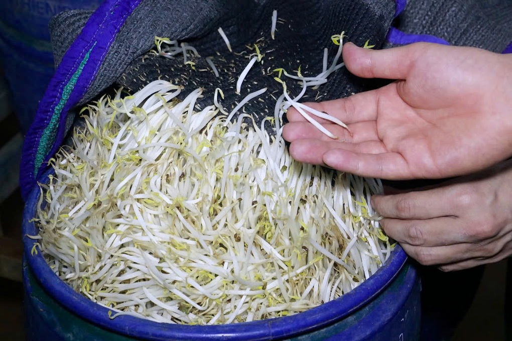 Phạt tù người đàn ông sản xuất gần 2,5 tấn giá đỗ ngậm “nước kẹo” - 2 Phạt tù người đàn ông sản xuất gần 2,5 tấn giá đỗ ngậm “nước kẹo” - 2