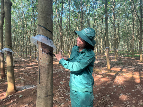 Cuộc sống tốt hơn nhờ cây cao su - Ảnh 1. Cuộc sống tốt hơn nhờ cây cao su - Ảnh 1.