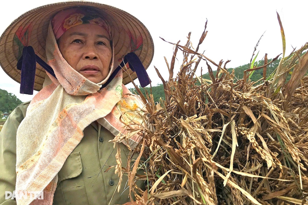 Nông dân đổ mồ hôi gieo trồng, chảy nước mắt khi thu hoạch - 2