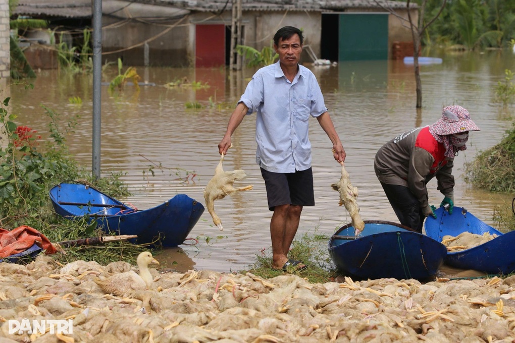 Hàng vạn xác vịt nằm la liệt, nông dân đau xót không tả nổi - 1